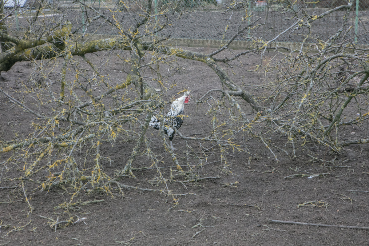 Dolgen - Hou Hedayat